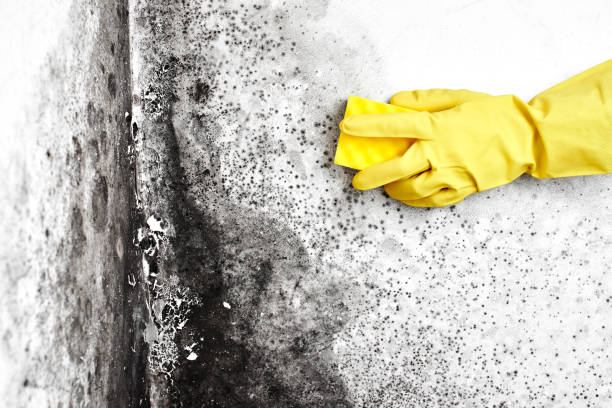Professional Mold Removal in Shawneetown, IL
