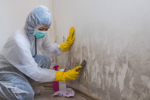 Attic Mold Removal in Shawneetown, IL