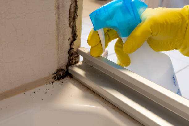 Certified Mold Removal in Shawneetown, IL